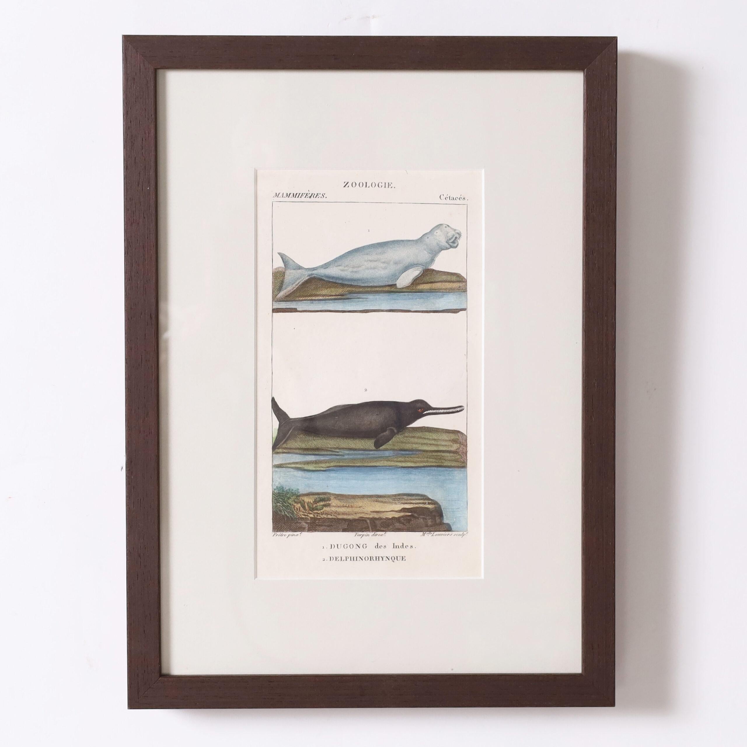 Groupe de trois gravures zoologiques anciennes colorées à la main en vente 3