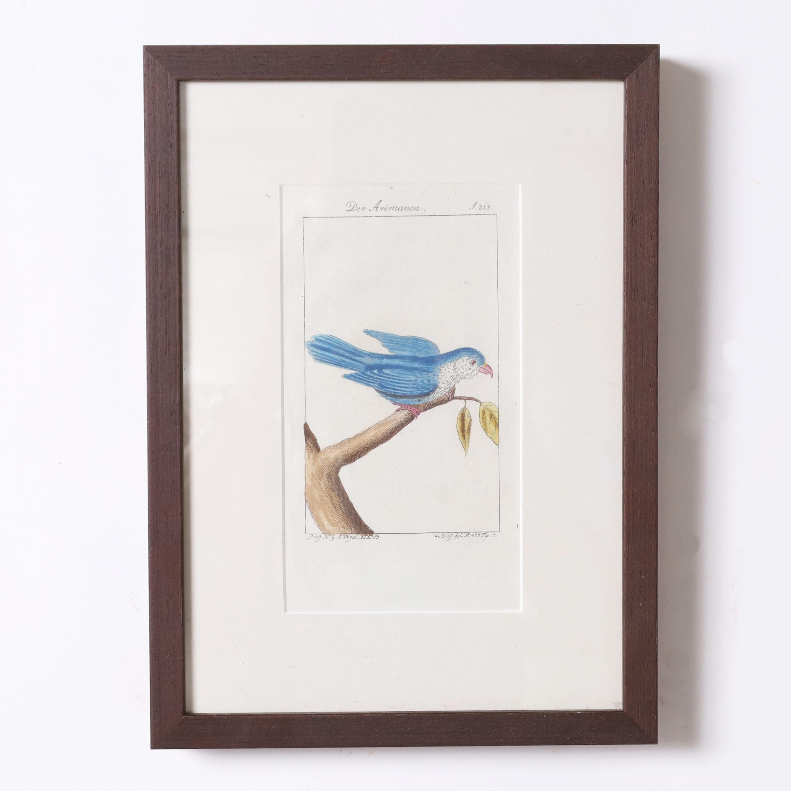 Groupe de trois gravures zoologiques anciennes colorées à la main en vente 1