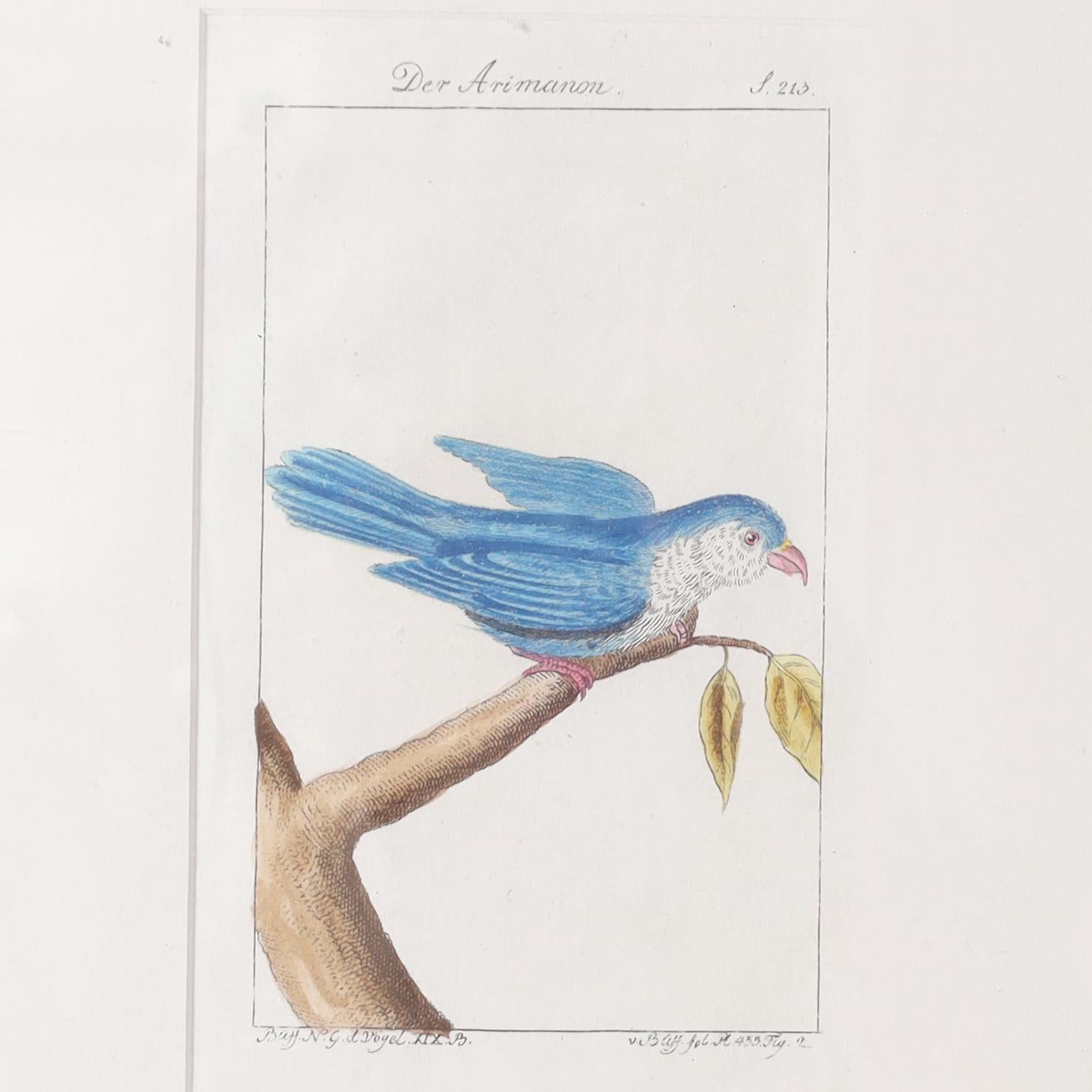 Groupe de trois gravures zoologiques anciennes colorées à la main en vente 2