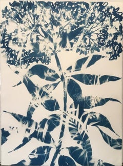 Sweetie Pie,  Cyanotype, Flowers, Floral, Blue, Botanical, Work on Paper