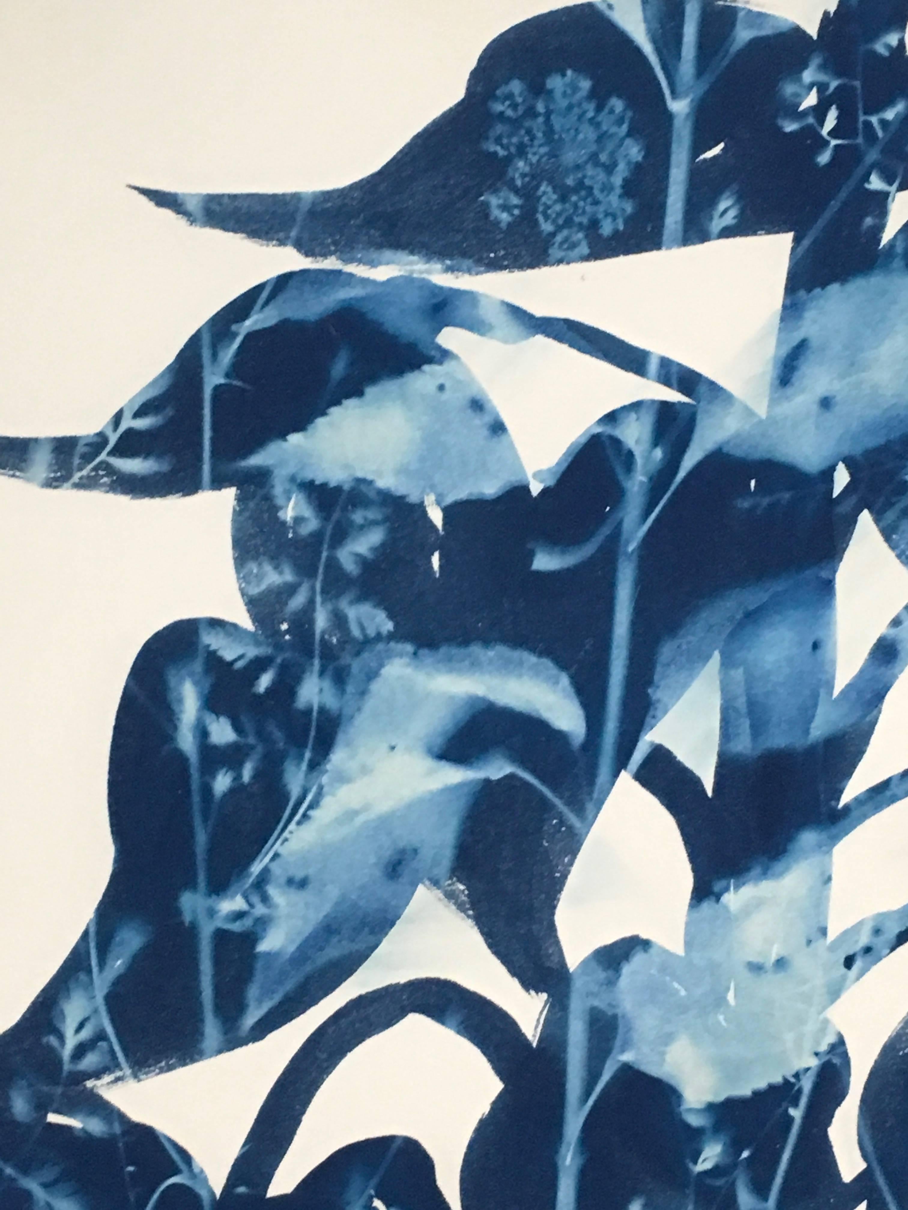 American Giant is a Cyanotype by Cynthia MacCollum.  It is 40.5x29.5 on archival paper. It is currently unframed.

According to MacCollum, 