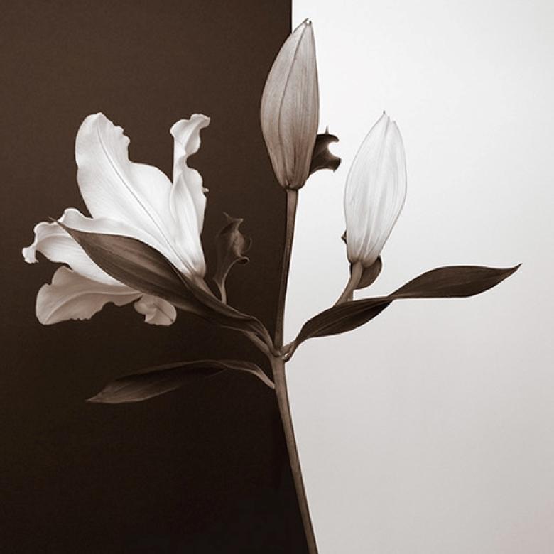 Rebecca Swanson Color Photograph - Yin-Yang I, 30x30, Unframed, Black & White Photograph, Flowers, Botanical 