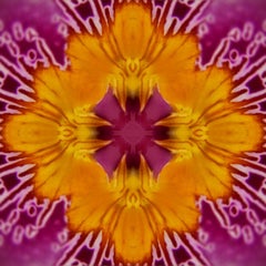 Graphic Blossom IV, Color Photograph, 30x30, Botanical, Pink, Yellow, Framed