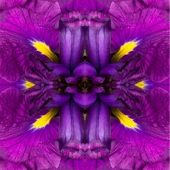 Eye of the Iris I, Color Photography, Flowers, Floral, Botanical, Purple