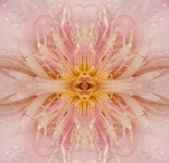 SunRay II, Farbfotografie, Blumen, Floral, Botanical, Rosa, Gelb,