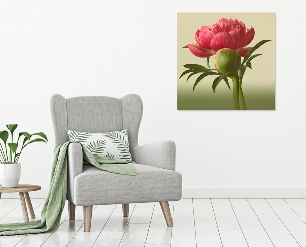 Rebecca Swanson, Peony Romance B, Limited Edition Photograph, 15x15.  It is available with Plexifacemount or white frame .  This stunning image is filled Pink and green.  This is an edition of 15.  Also available in 30x30.   Printing and framing