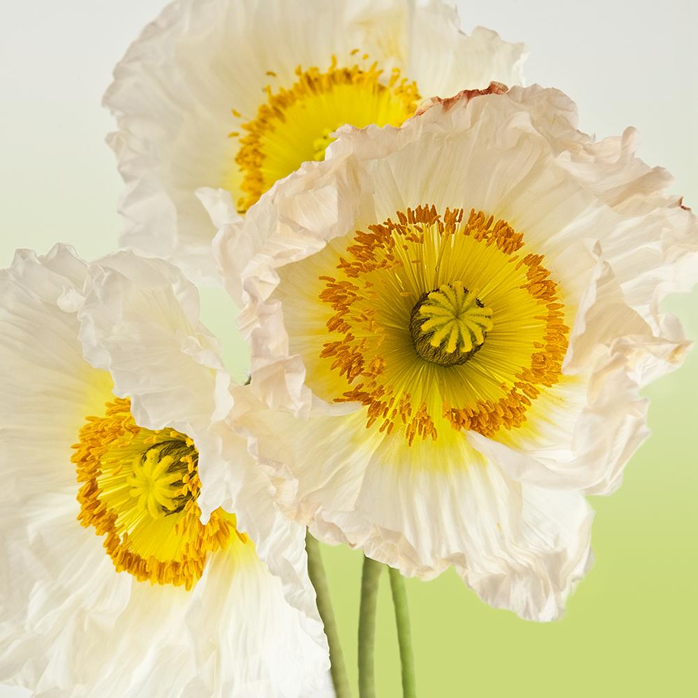 Rebecca Swanson Still-Life Photograph - Pure Poppy I, Color Photography, Flowers, Floral, Botanical, Yellow, White