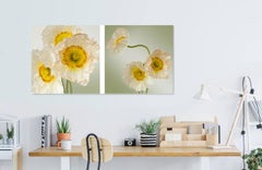 Pure Poppy II, Color Photography, Flowers, Floral, Botanical, Yellow, White