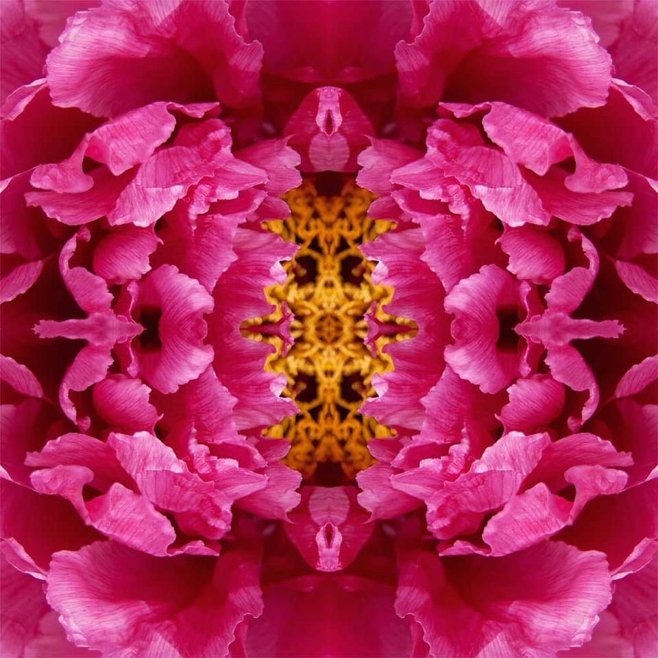 Rebecca Swanson Landscape Photograph - Mirror Mirror VI, 30x30, Color Photography, Flower, Floral, Botanical, Framed 