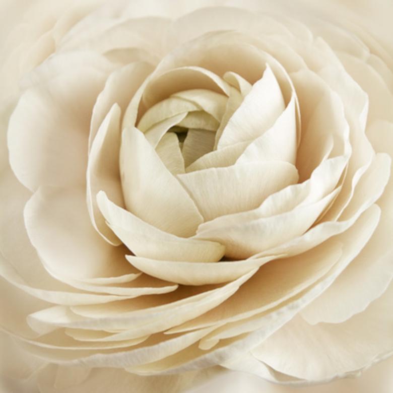Rebecca Swanson Landscape Photograph – Dream Dream, Farbfotografie, Blume, Floral, Botanical, Weiß, Limitierte Auflage