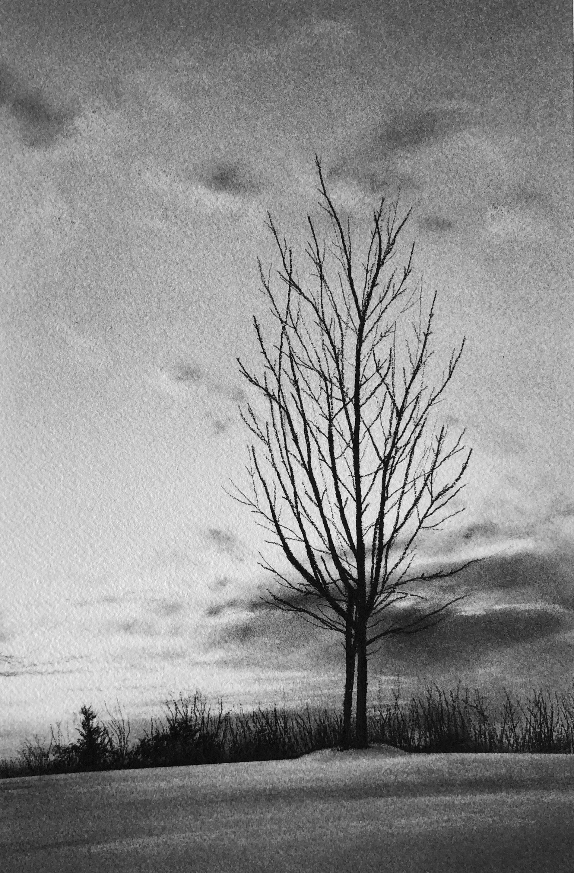 Winterszene auf dem Chesswood Trail, schwarz-weiße Kohlezeichnung eines nackten Baumes