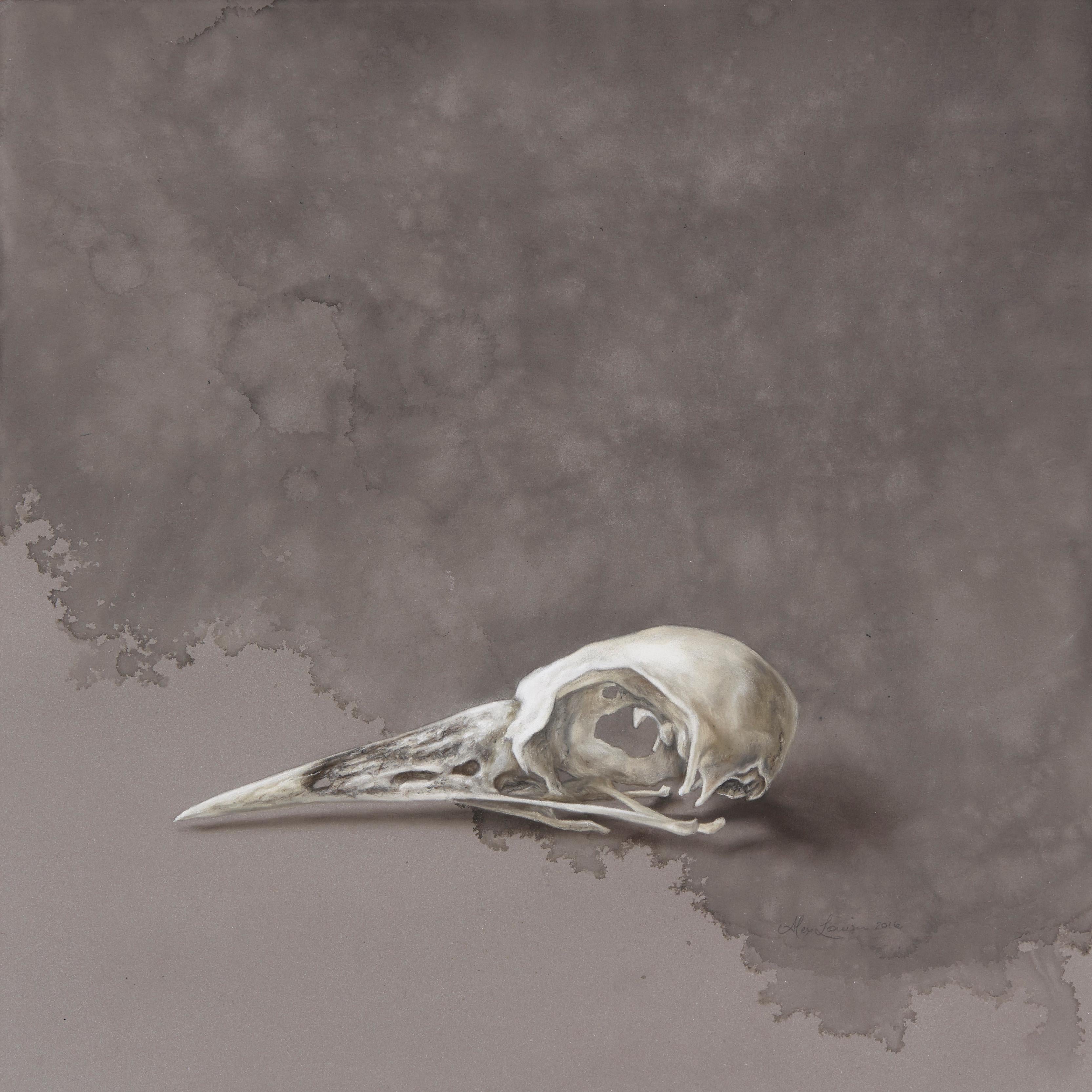 Alex Louisa Still-Life - Magpie skull