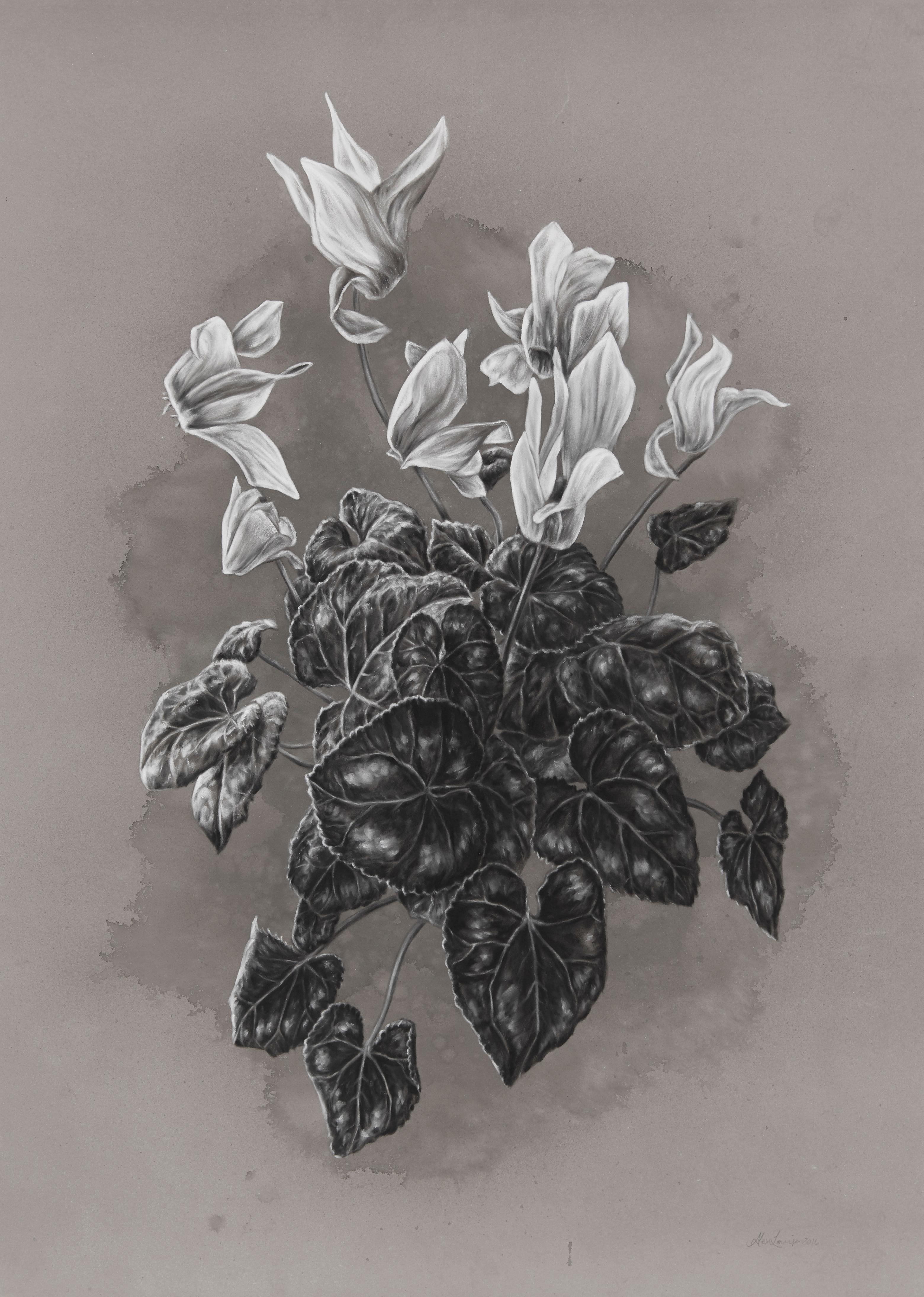 Cyclamen - Art by Alex Louisa