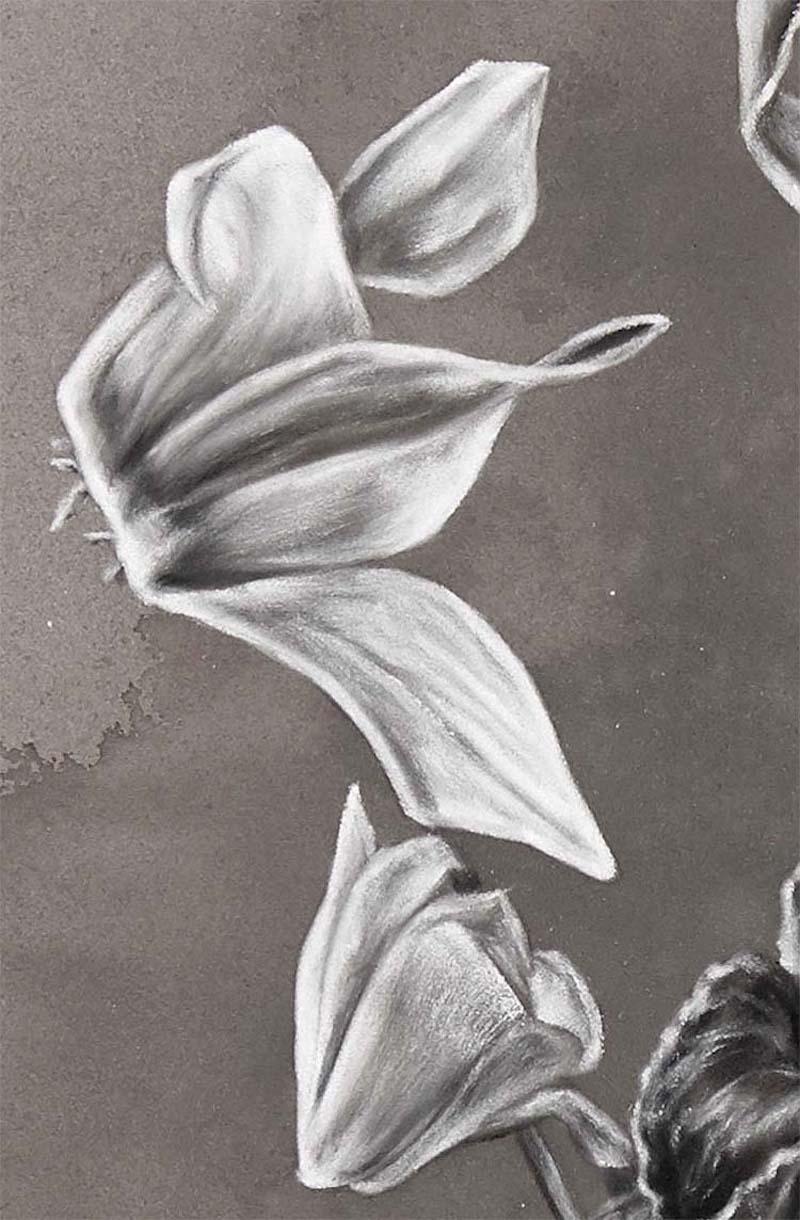 Cyclamen - Gray Still-Life by Alex Louisa