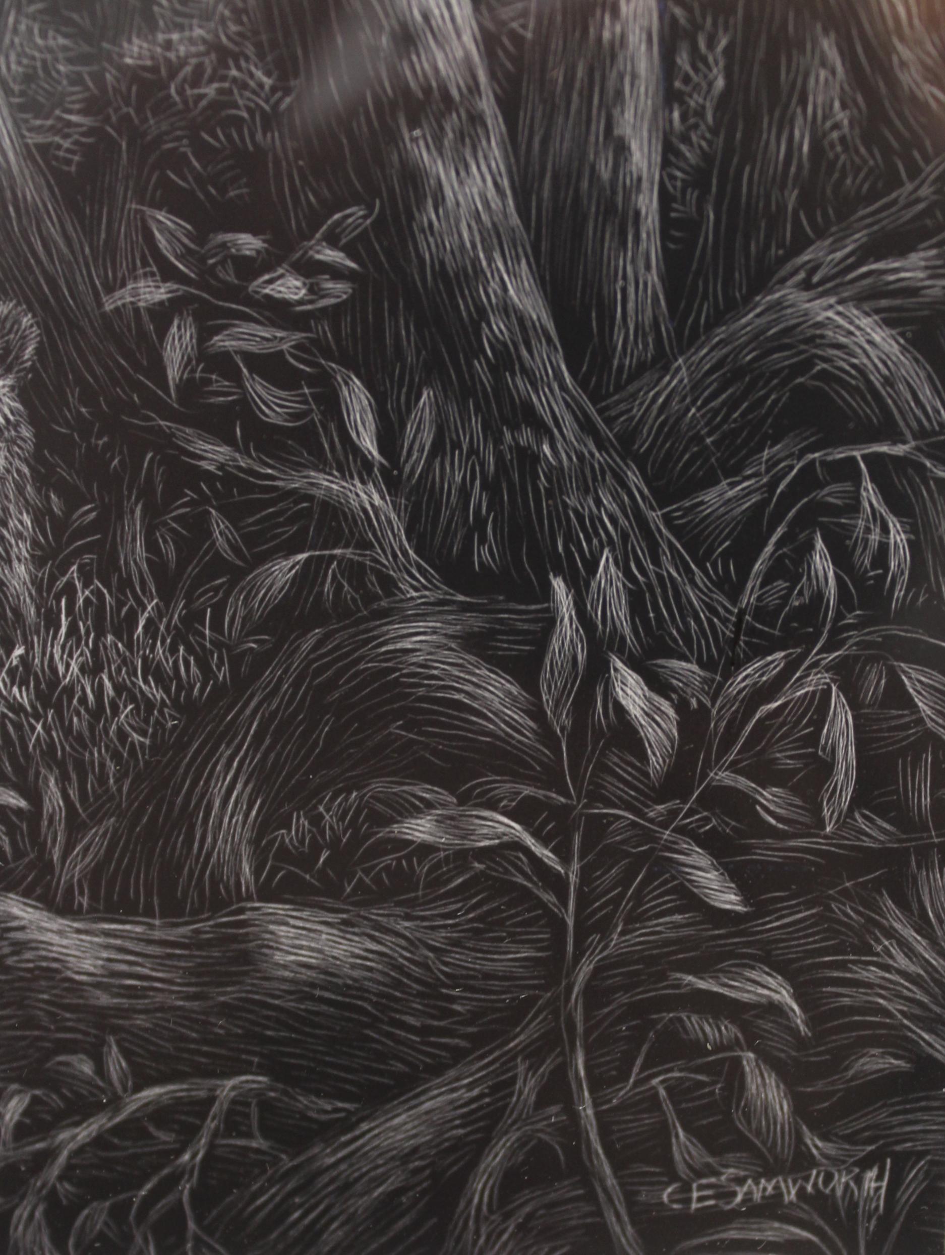 Kate Samworth is a Maryland-based artist who works with scratchboard, an illustrative technique using sharp knives and tools for engraving into a thin layer of white China clay that is coated with dark, often black India ink. Her series 