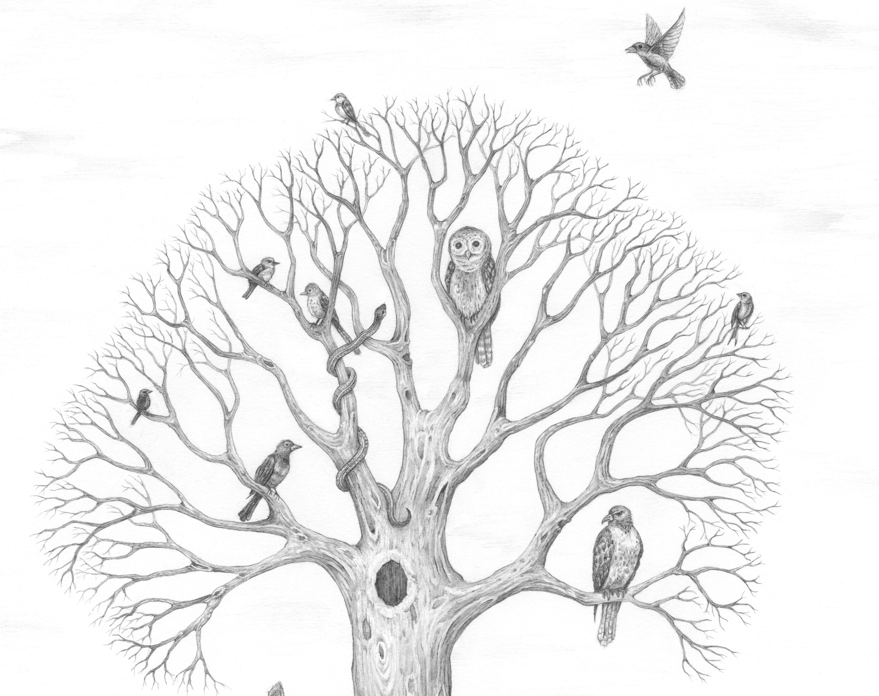 Tales from the Woods ist eine Sammlung von Zeichnungen und Drucken von Mark Hosford, die sich mit der Interaktion des Menschen mit der Natur und seinen einzigartigen Beziehungen zur Natur befassen. Mark Hosford hat einen BFA in Studio Arts von der