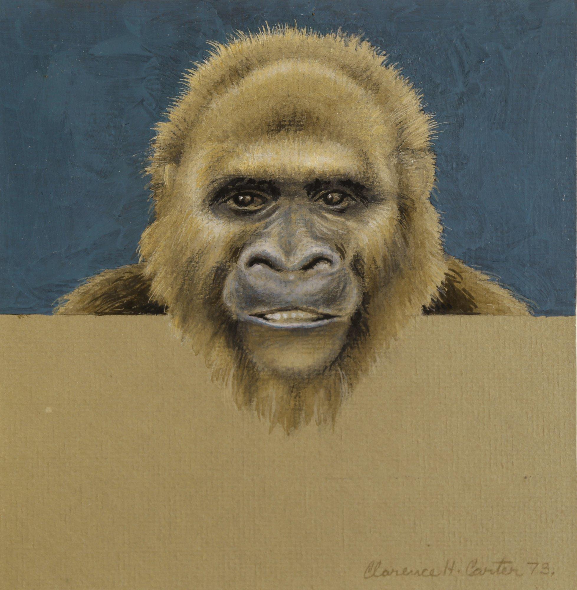 Figurative Art Clarence Holbrook Carter - Pappy (Study for Over and Above : Gorilla), dessin figuratif du milieu du sicle dernier