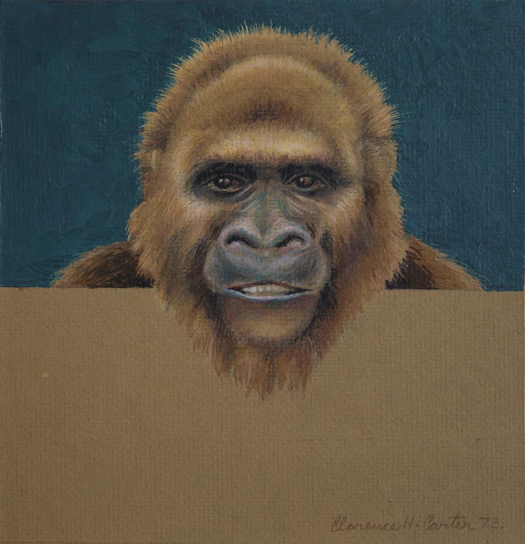 Figurative Art Clarence Holbrook Carter - Pappy (Study for Over and Above : Gorilla), dessin figuratif du milieu du sicle dernier