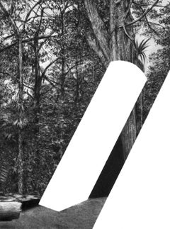 Aires (series) - Drawing, Charcoal on paper, Landscape, Forest