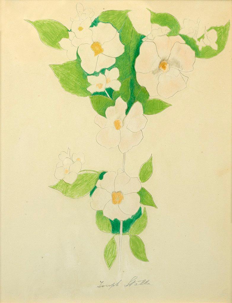 Joseph Stella
Fleurs
Signé en bas au centre
Crayon et crayon sur papier
13 1/4 x 10 1/4 pouces


Stella est née le 13 juin 1877 à Muro Lucano, en Italie, un village de montagne situé non loin de Naples. Il est devenu peintre lauréat de Muro Lucano à