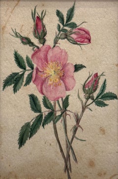 "Moss Rose" Emily Cole, frühe amerikanische Künstlerin, hellrosa Blume, floral
