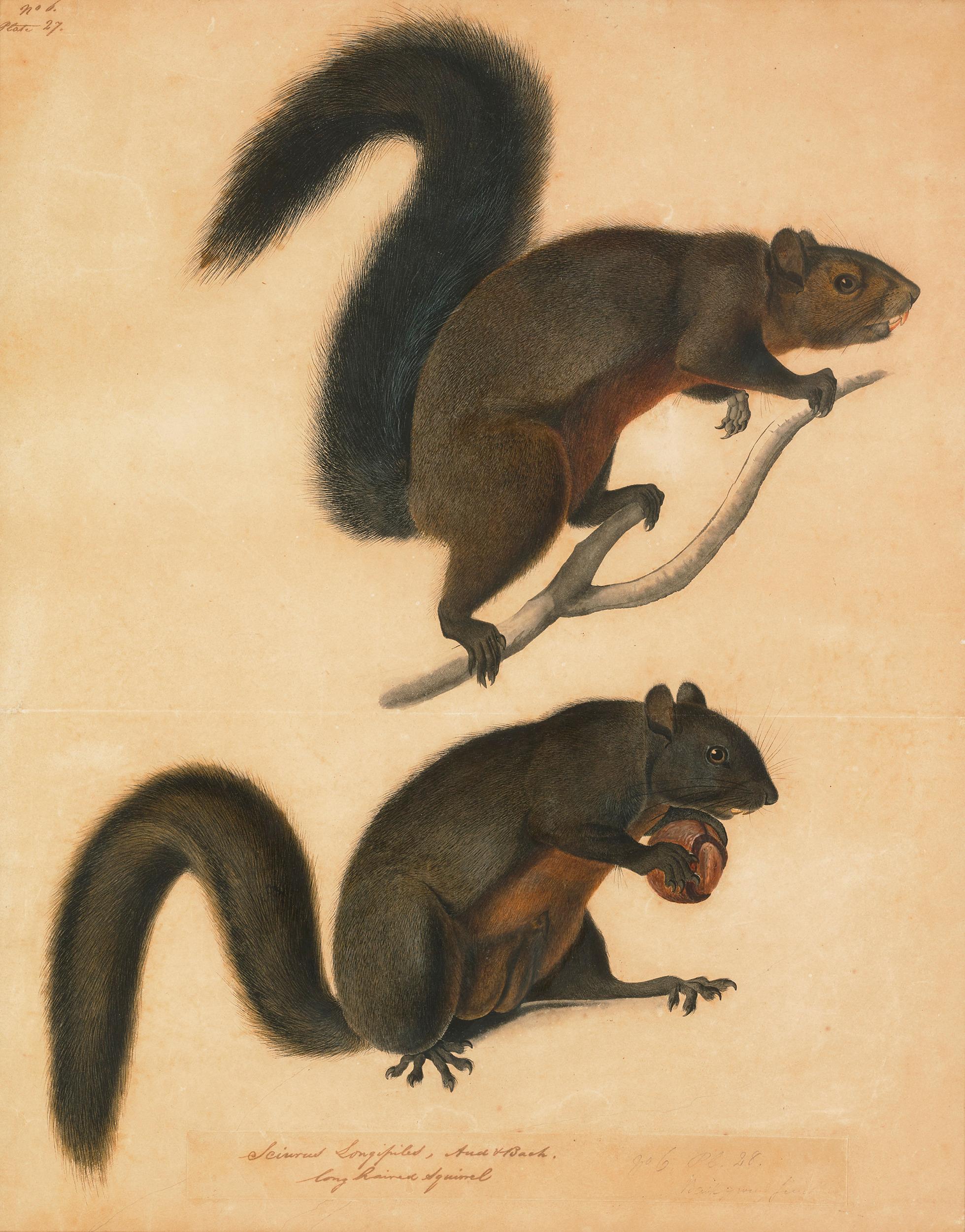 John James Audubon Animal Art - Long Haired Squirrel