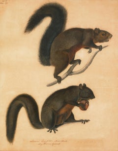Antique Long Haired Squirrel