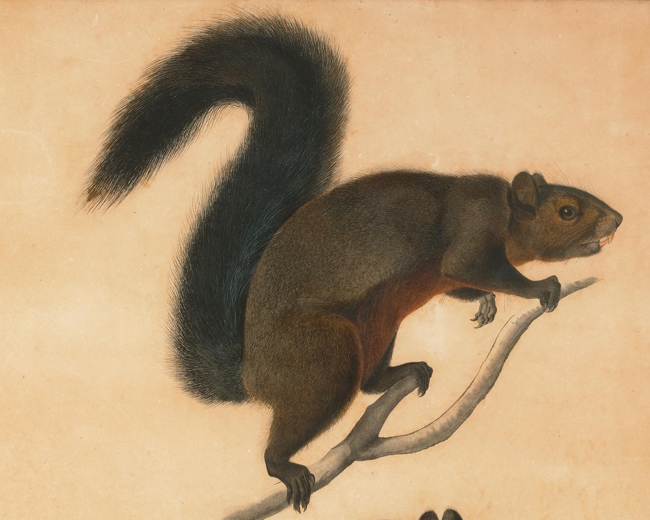 Long Haired Squirrel - Naturalistic Art by John James Audubon