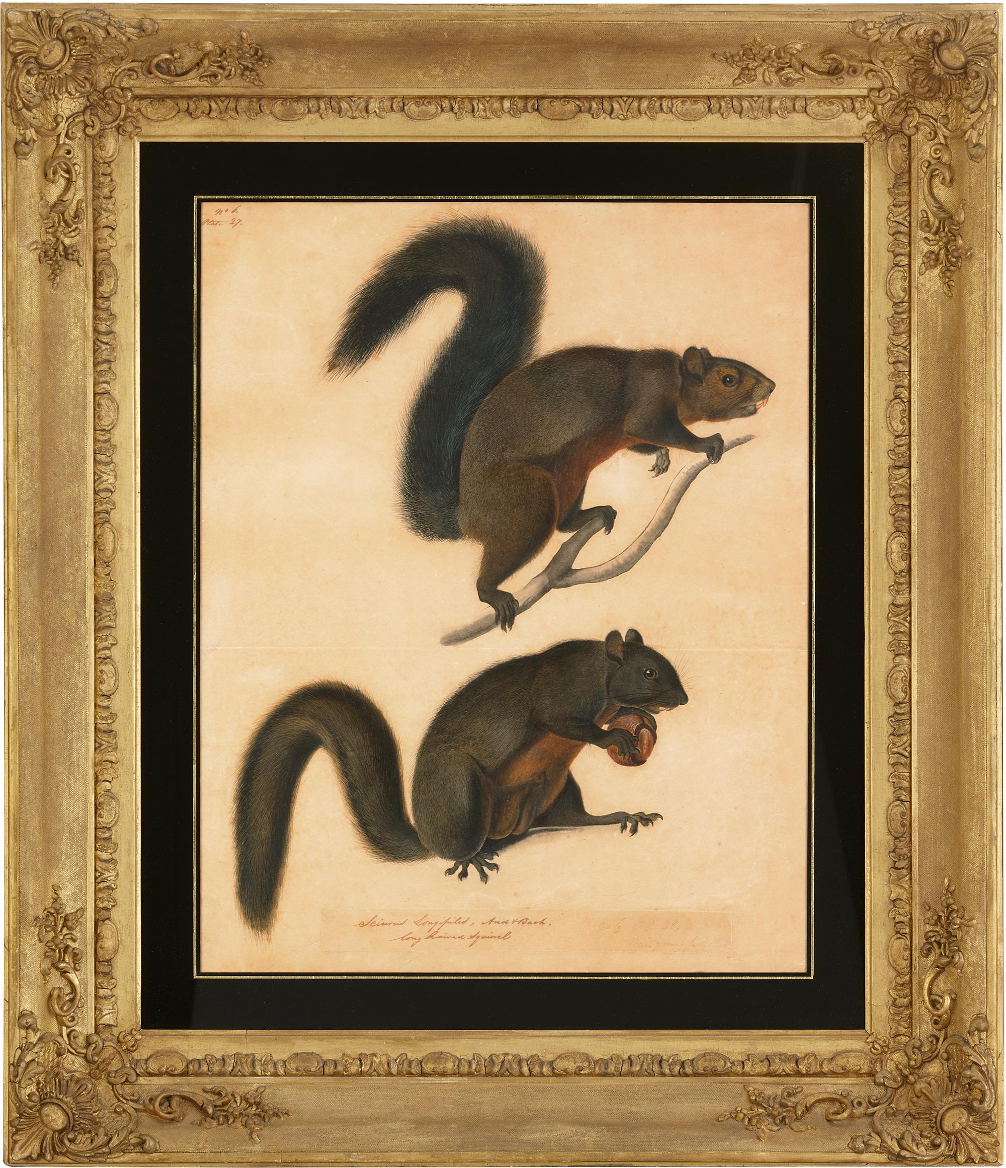Long Haired Squirrel - Art by John James Audubon