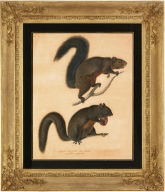 Long Haired Squirrel