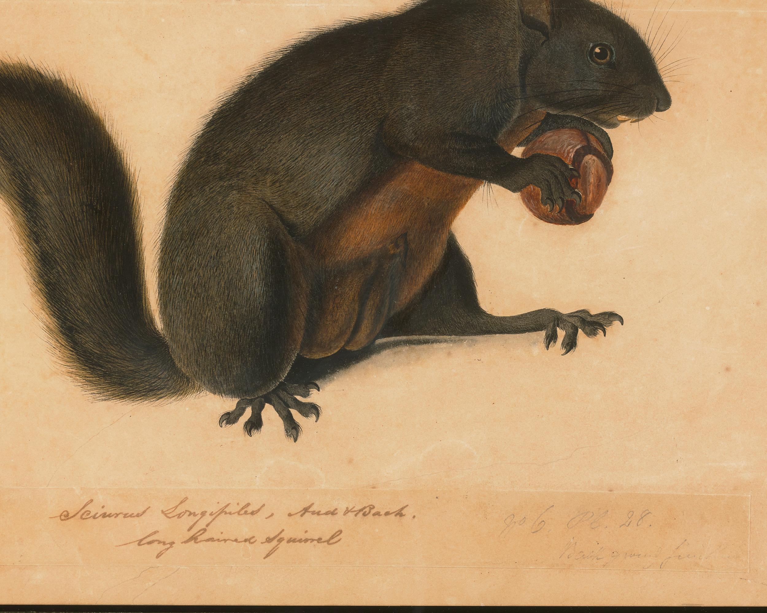 John James Audubon
1785–1851  American

Long Haired Squirrel

Watercolor, pencil, ink, and gouache on Whatman paper
Inscribed “No. 6. / Plate 27” (upper left); “Sciurus Longipilis, Aud & Bach. / long haired Squirrel” (lower center); and “No. 6, Pl.
