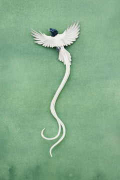 "Papamoscas del paraíso indio" Delicado pájaro en miniatura en papel estratificado de acuarela