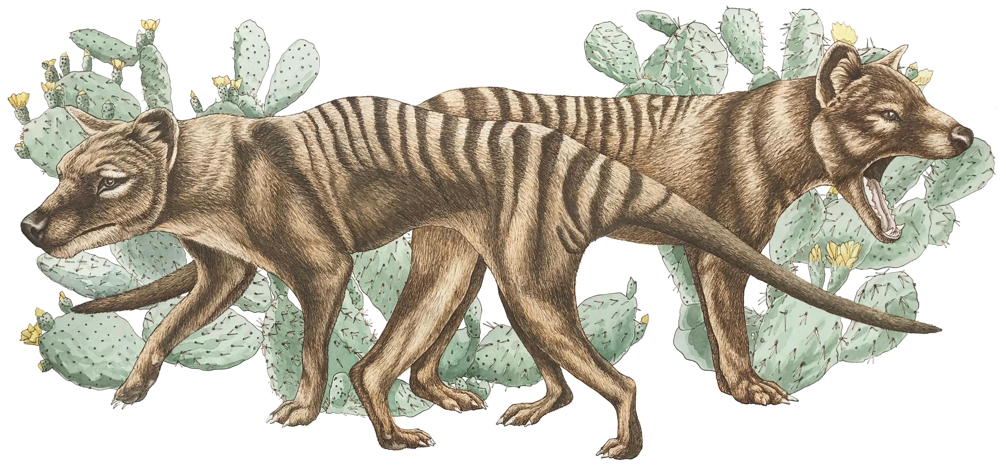 Animal Art Emily White - Thylacines avec cacti poire piquée