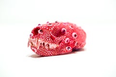 Pink Mink
