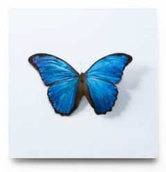 A Thing Of Beauty #1 (Morpho)