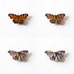 "A Thing of Beauty #5 (Inachus)" Changing Photograph of Origami Japanese yen