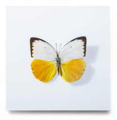 "A Thing of Beauty #10 (Catopsilia) " photography, lenticular lens, swiss franc