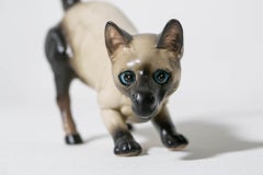 Gatto cavallo siamese