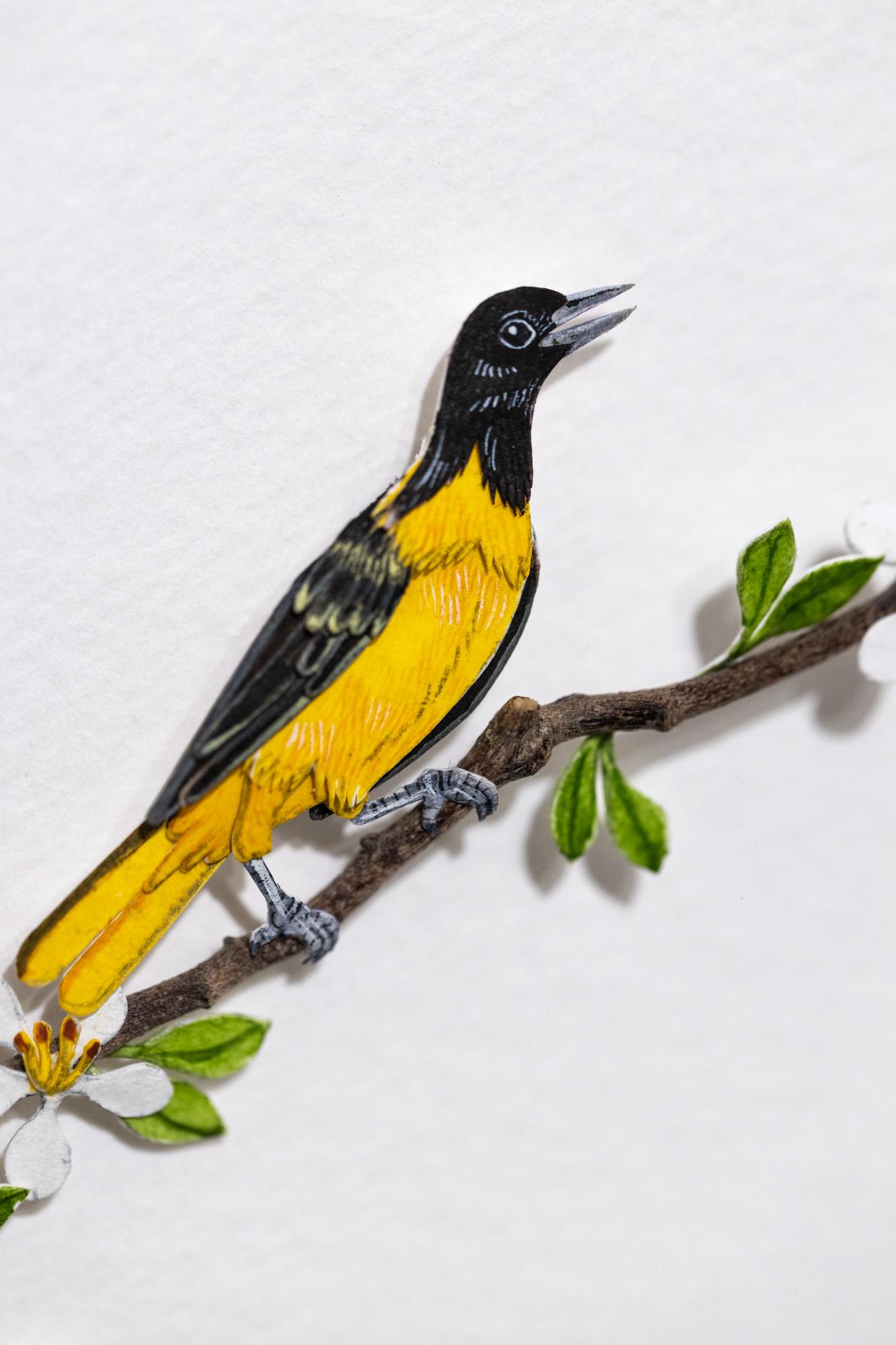 Baltimore Oriole - Art by Nayan and Venus