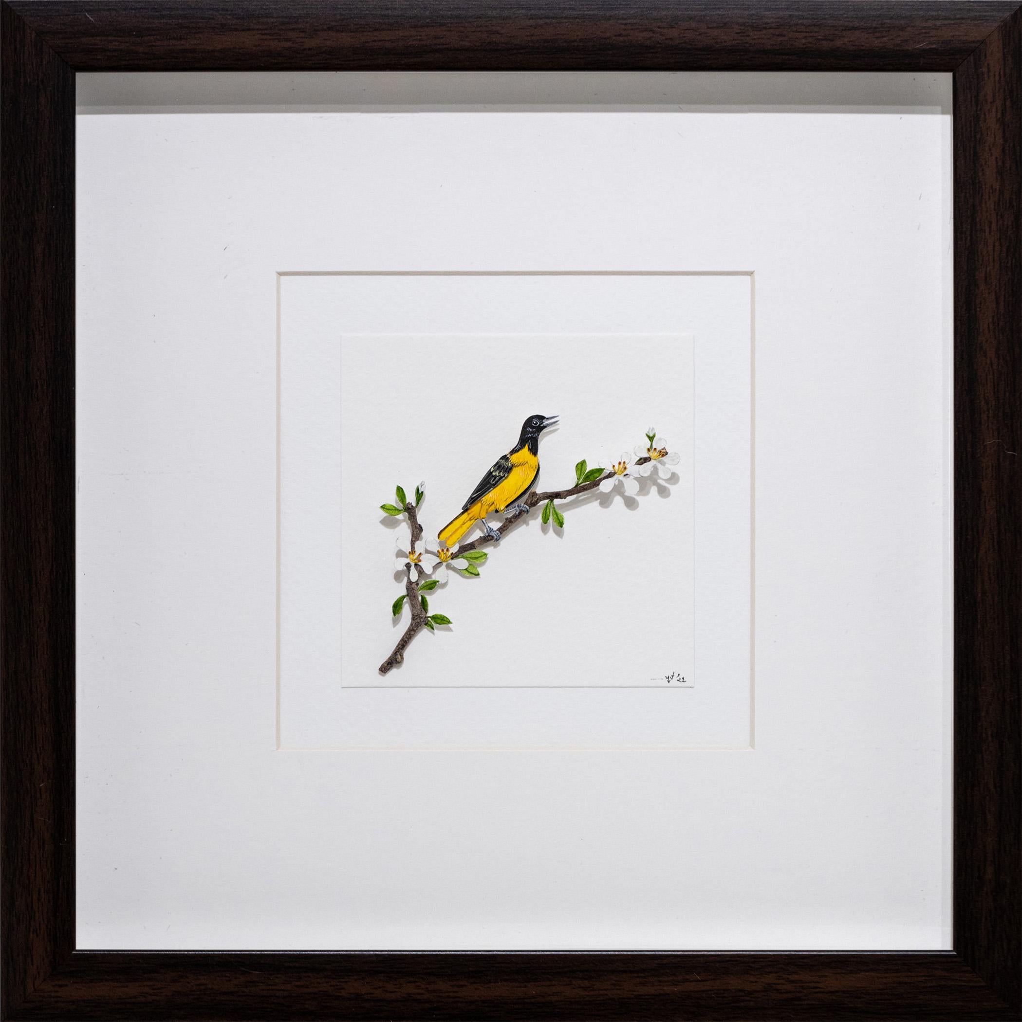 Oriole de Baltimore