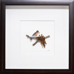 Amerikanisches Robin im nest