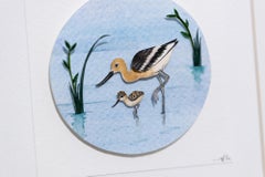 Avoceta americana con polluelo