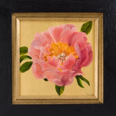 Coral Peony