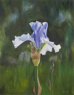 Spetchley Blue Iris