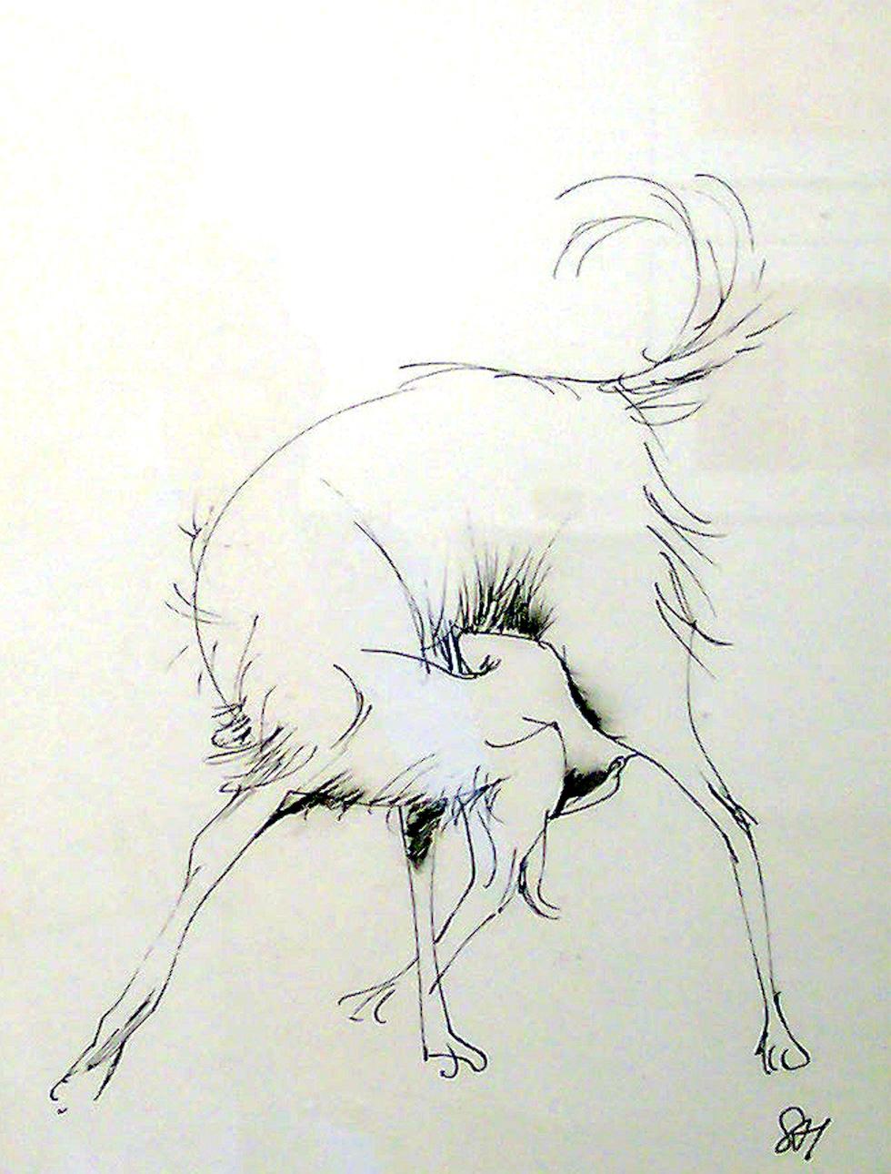 Serge Hollerbach Animal Art - Untitled : Drawing of a dog