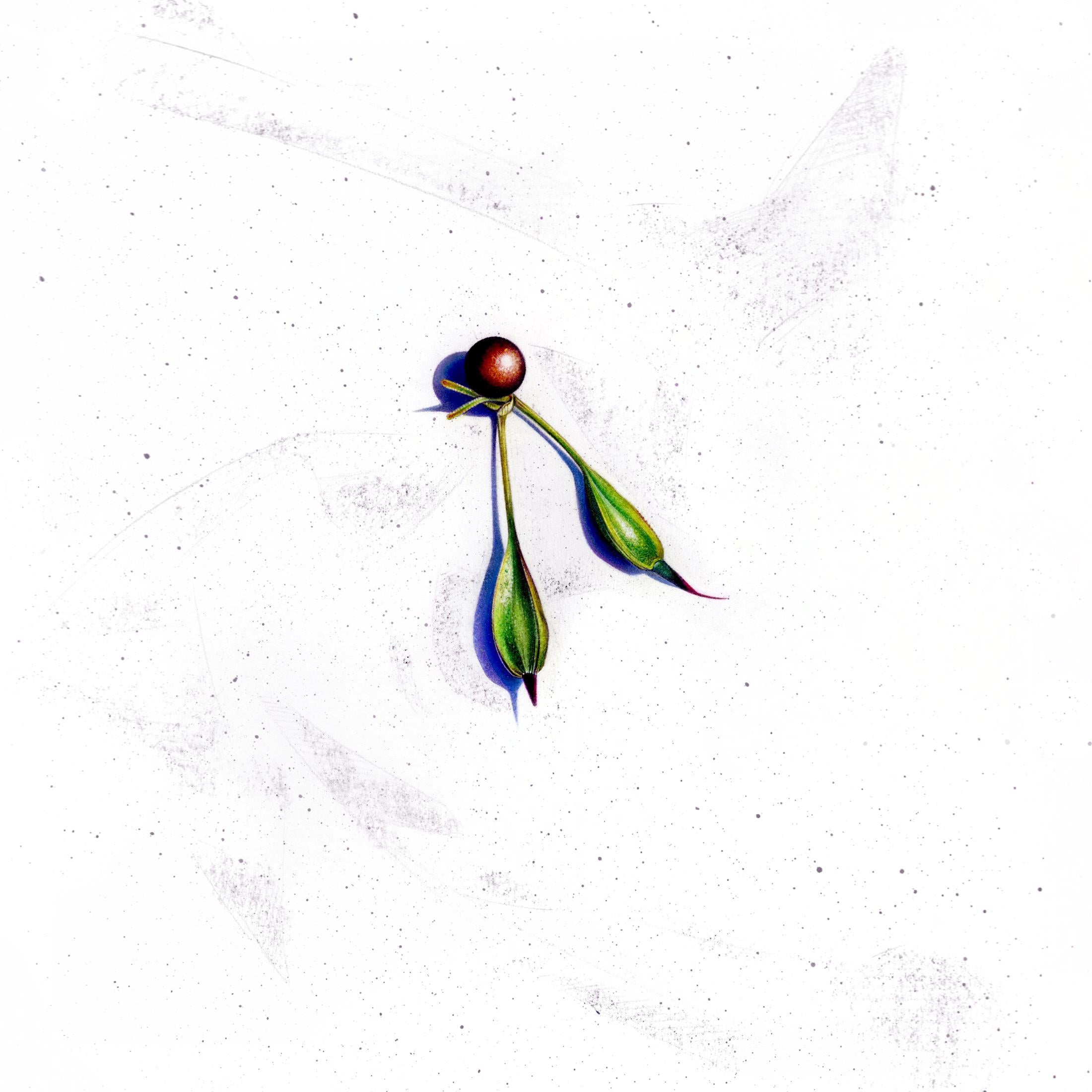 Hope (38) : Campanilla de Carolina - Halesia tetraptera : Dibujo botánico