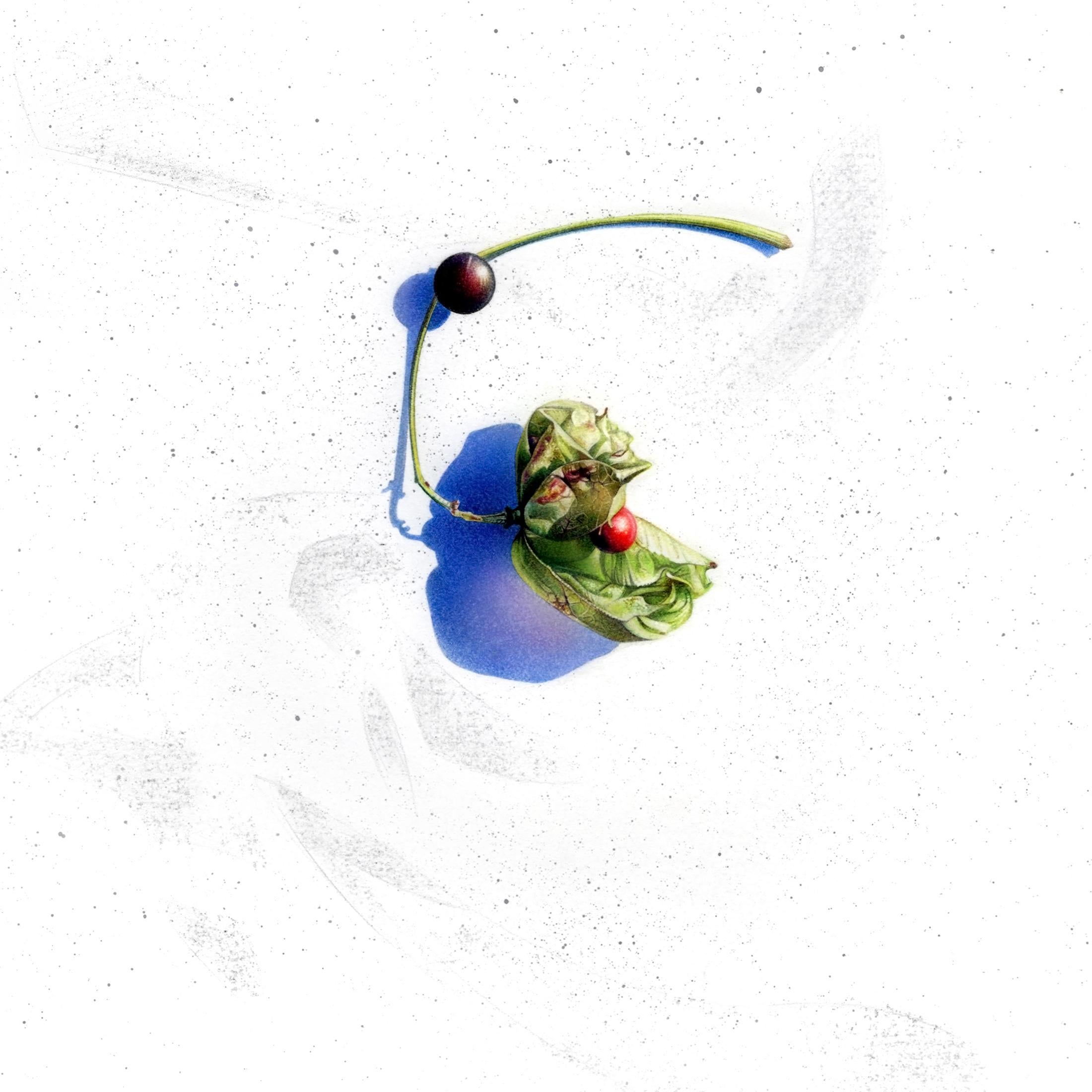 Esperanza (40) : Castaño europeo - Staphylea Pinnata : Dibujo botánico