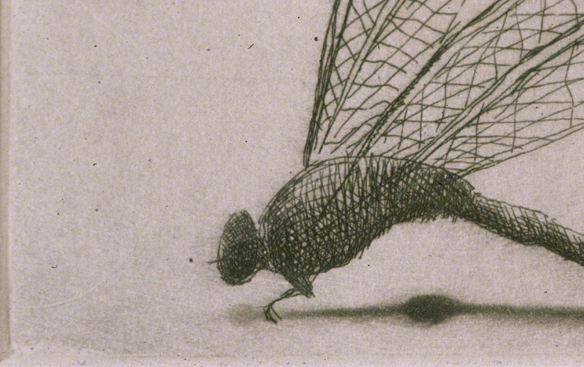 Dragonfly : Monochrome etching - Print by Lisa Dinhofer