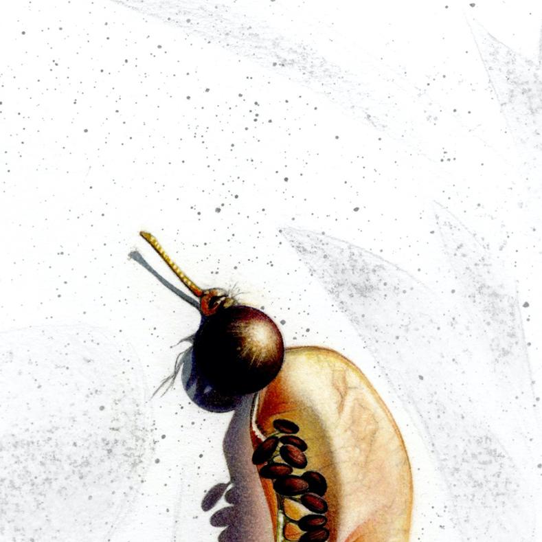 Speranza (30) : Senna vescicale comune - Cloutea arborescens : Disegno botanico - Art di Laura Fantini