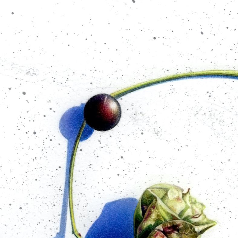 Speranza (40) : Cibiofila europea - Staphylea Pinnata : Disegno botanico - Art Contemporaneo di Laura Fantini